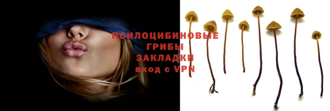 крисы Абаза